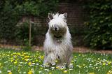 CHIEN NU CHINOIS 186